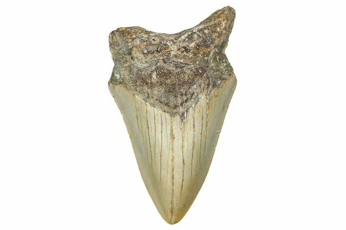 Partial, Fossil Megalodon Tooth - North Carolina #381541